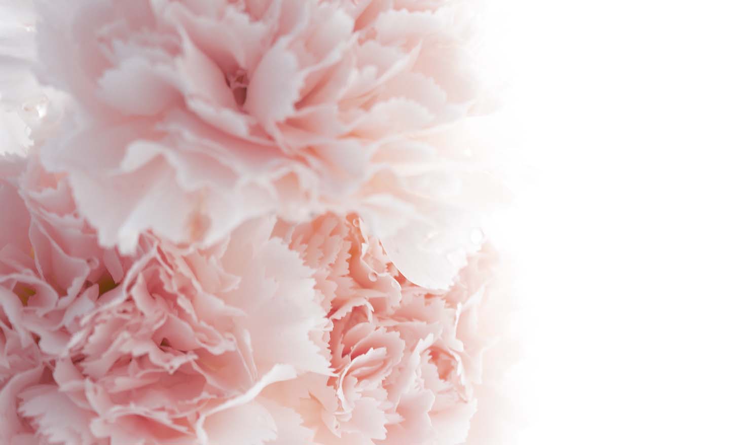 Fondo sensitive and cosmetics | Área clientes